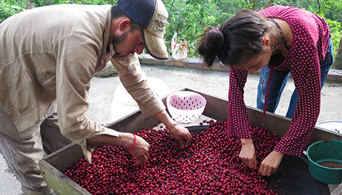 COFFEE BEANS